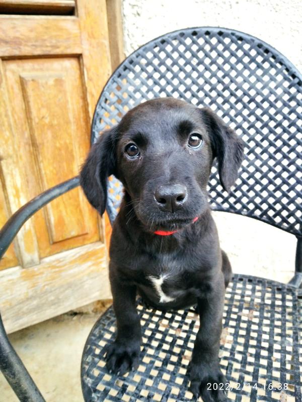 Flora Cucciola 3 Mesi